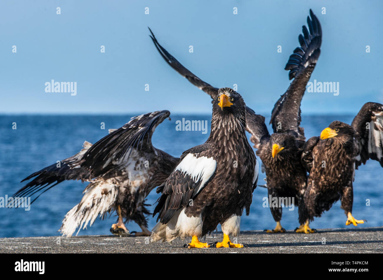 Adult Steller`s sea eagles. Close up portrait of Adult Steller's sea eagle. Scientific name: Haliaeetus pelagicus. Stock Photo